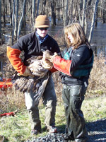 bald eagle rescue
